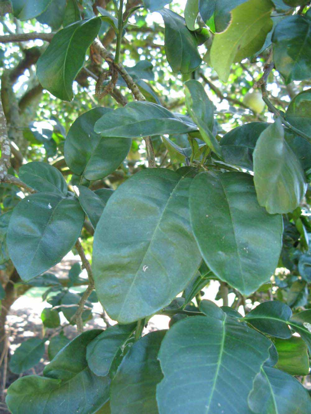            Shade leaves (Winter Haven, FL)   